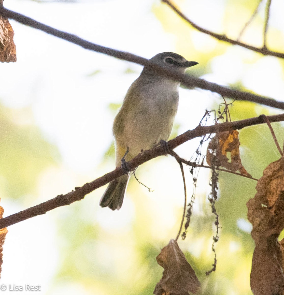 Blue-headed Vireo - ML642881379