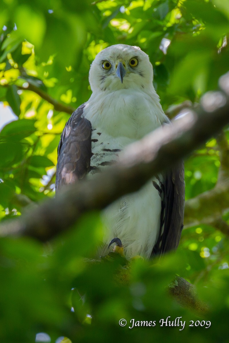 Águila Galana - ML642881401