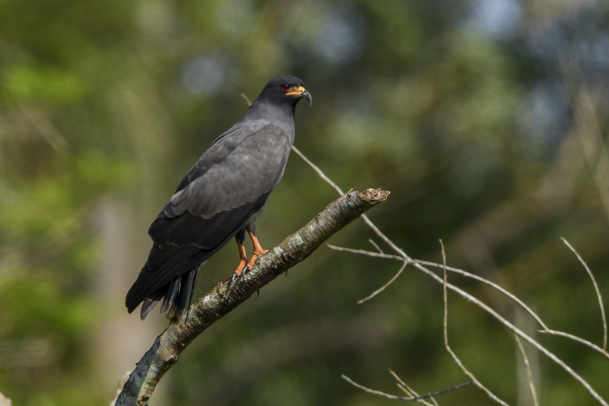 Snail Kite - ML642881421