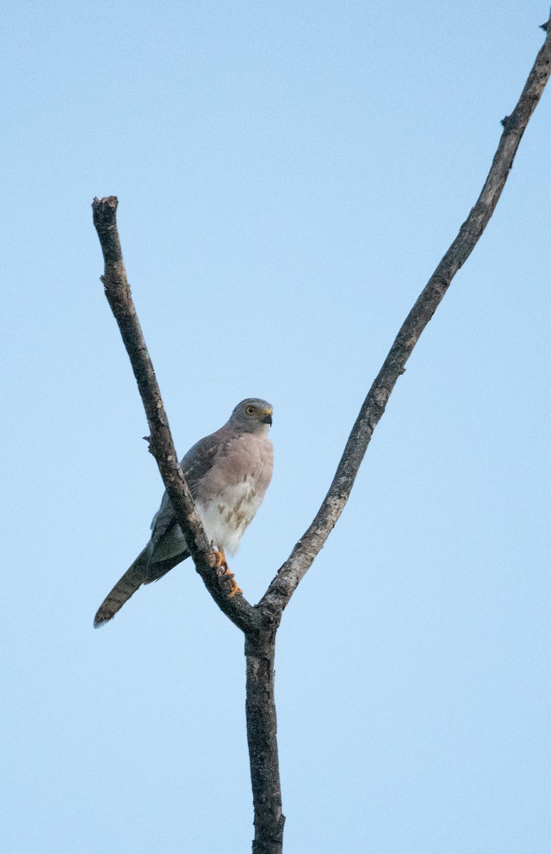 Autour variable (groupe hiogaster) - ML642881429