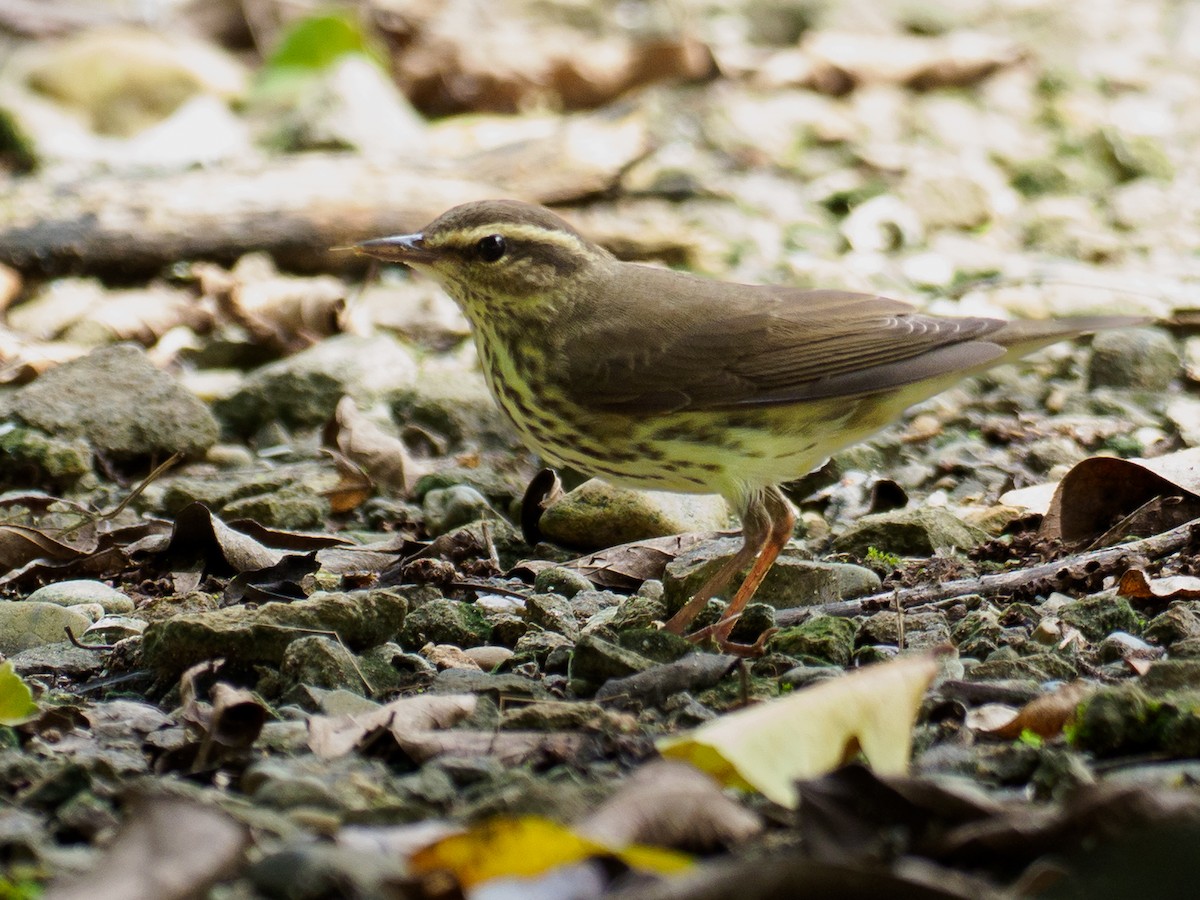 Northern Waterthrush - ML642881432