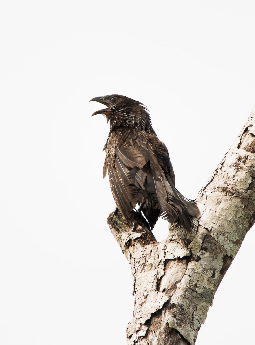 Coucal faisan - ML642881434