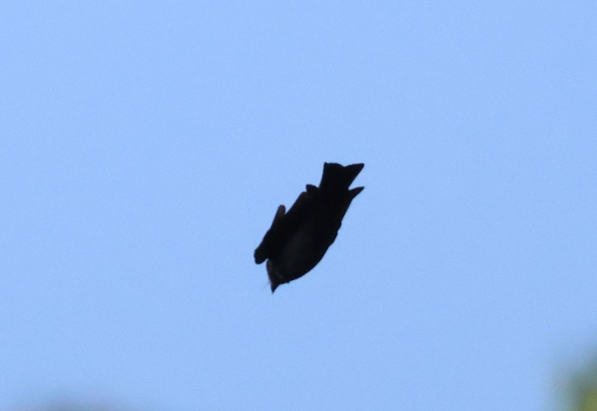 passerine sp. - ML642881452