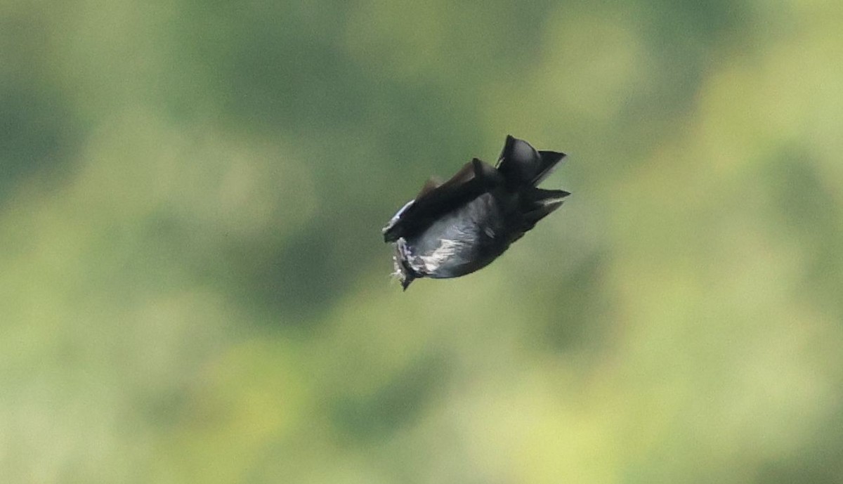 passerine sp. - ML642881453