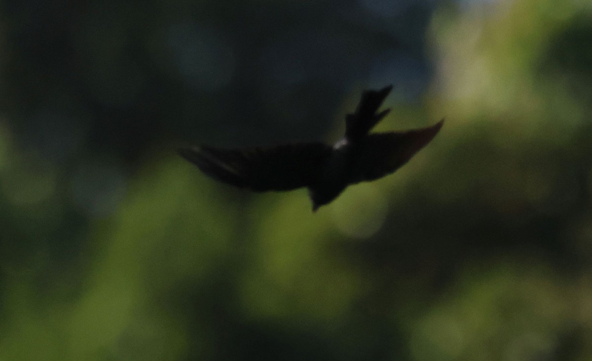 passerine sp. - ML642881454