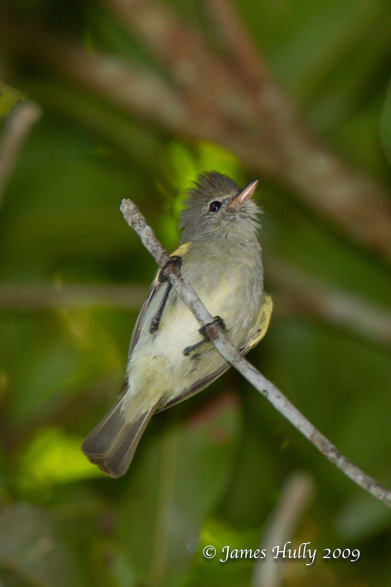 Mosquerito Imberbe - ML642881469