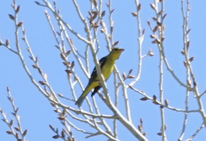 Western Tanager - ML642881470