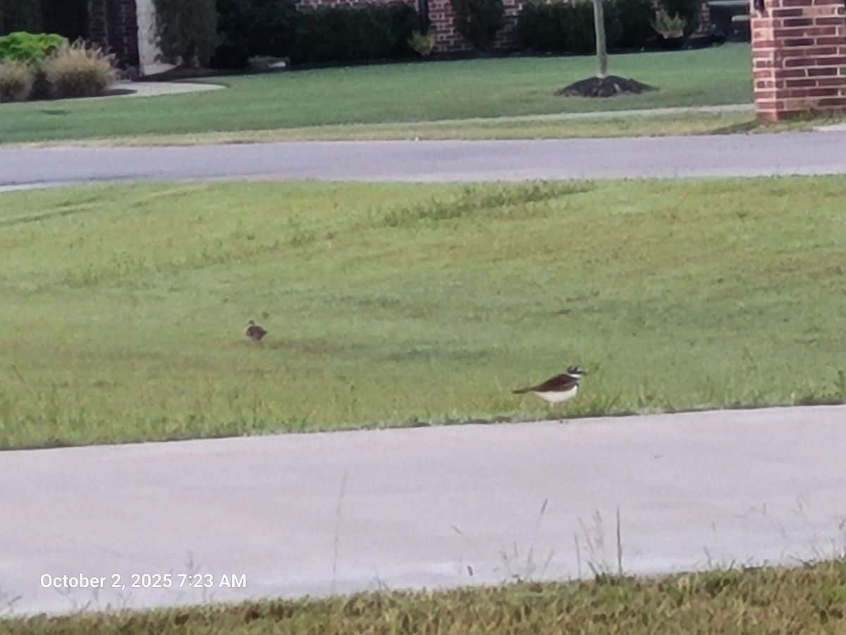 Mourning Dove - ML642881486