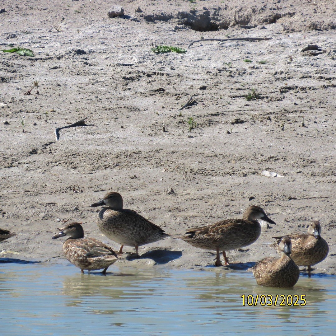 Blue-winged Teal - ML642881488