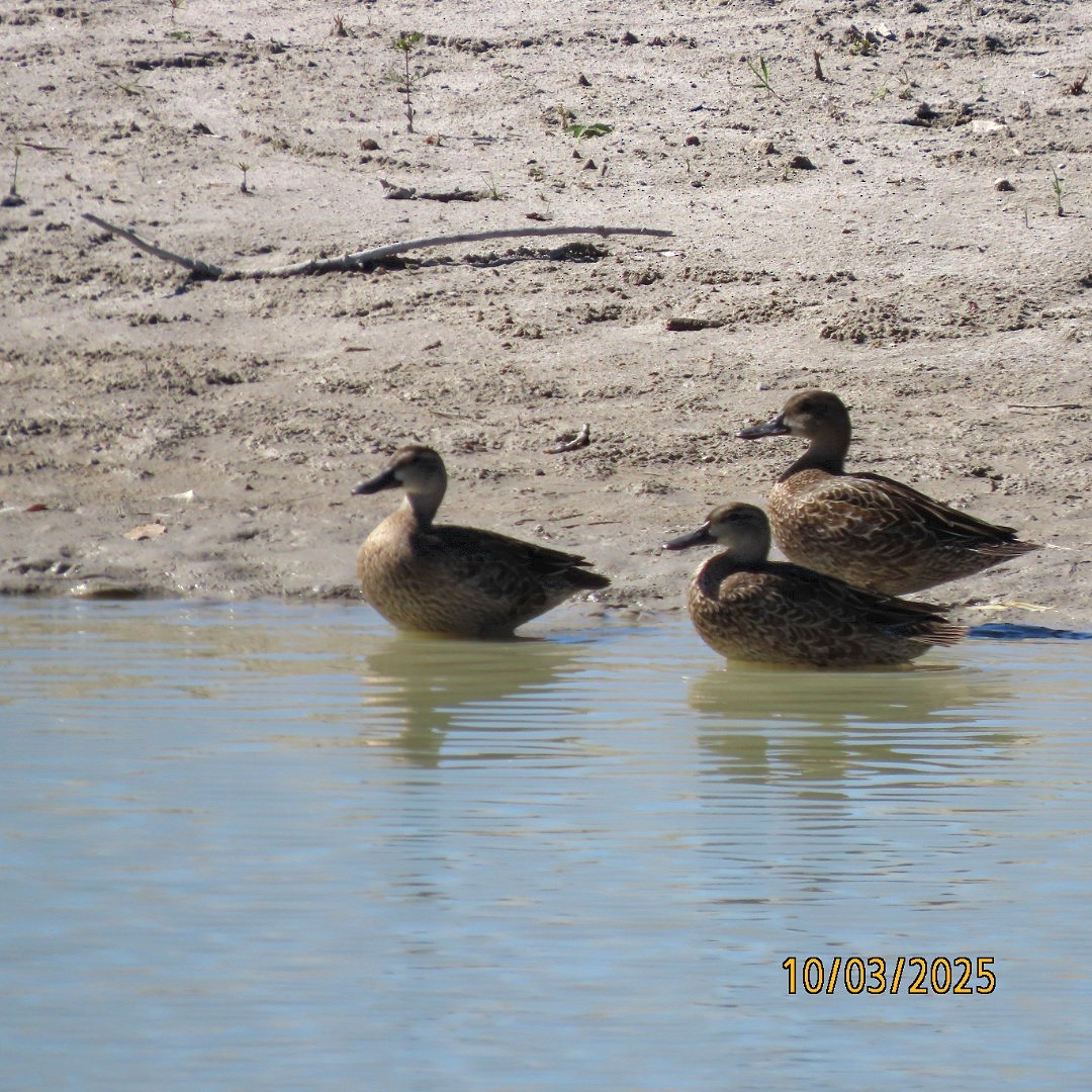 Blue-winged Teal - ML642881489