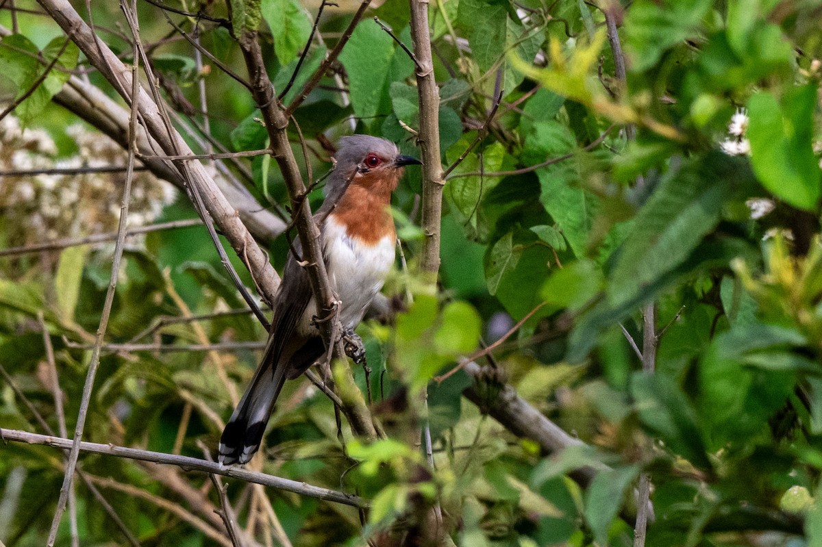 Dwarf Cuckoo - ML642881491
