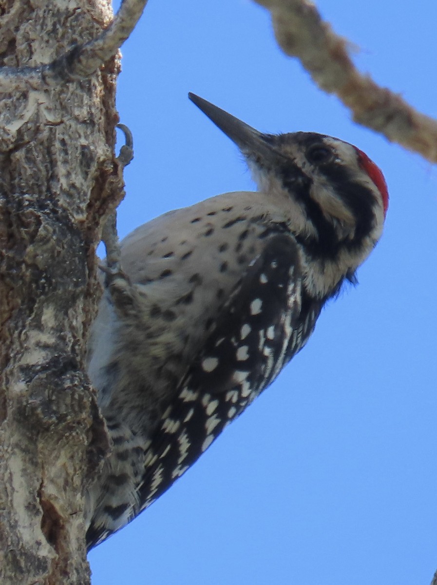 Ladder-backed Woodpecker - ML642881493
