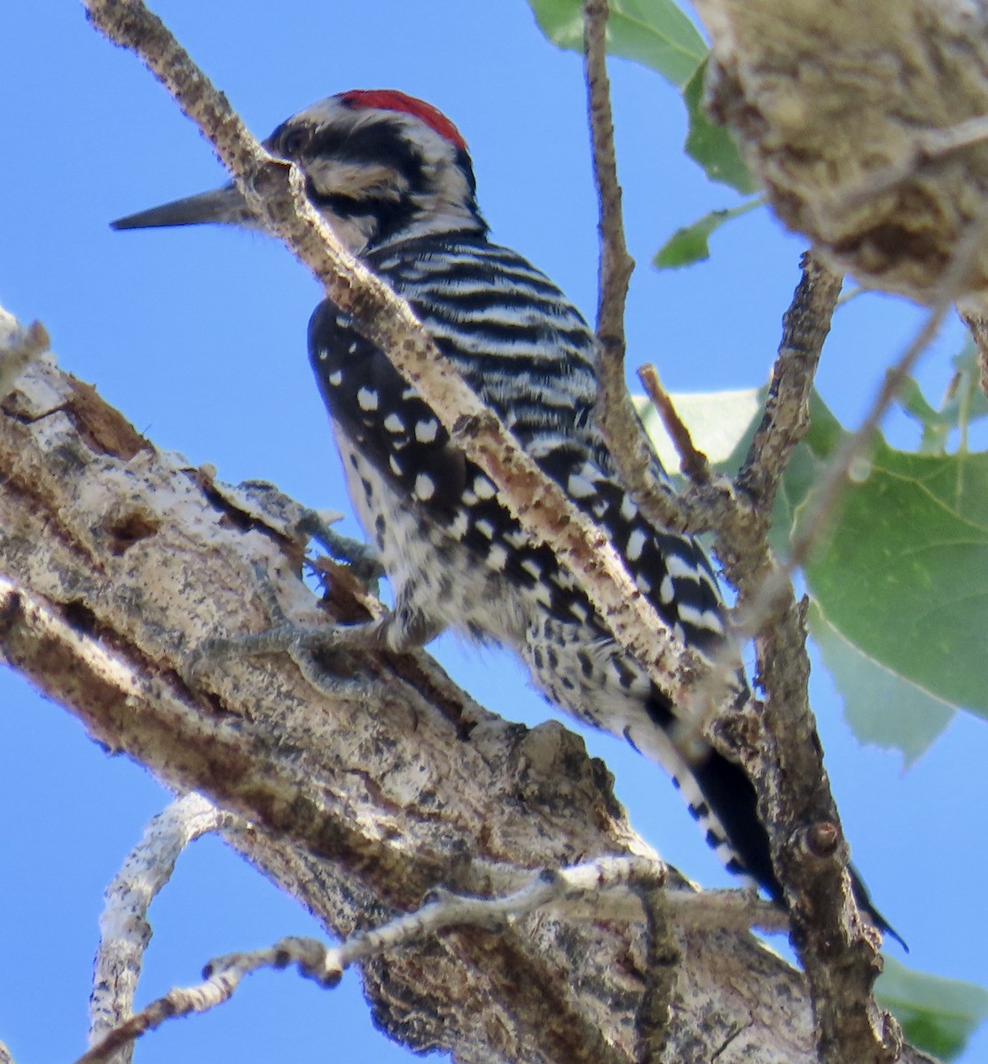 Ladder-backed Woodpecker - ML642881494