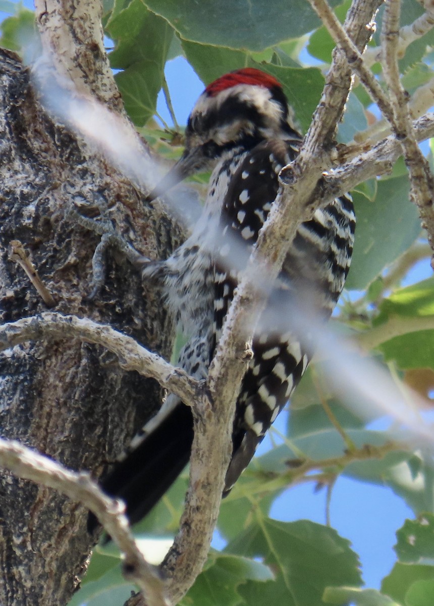 Ladder-backed Woodpecker - ML642881495