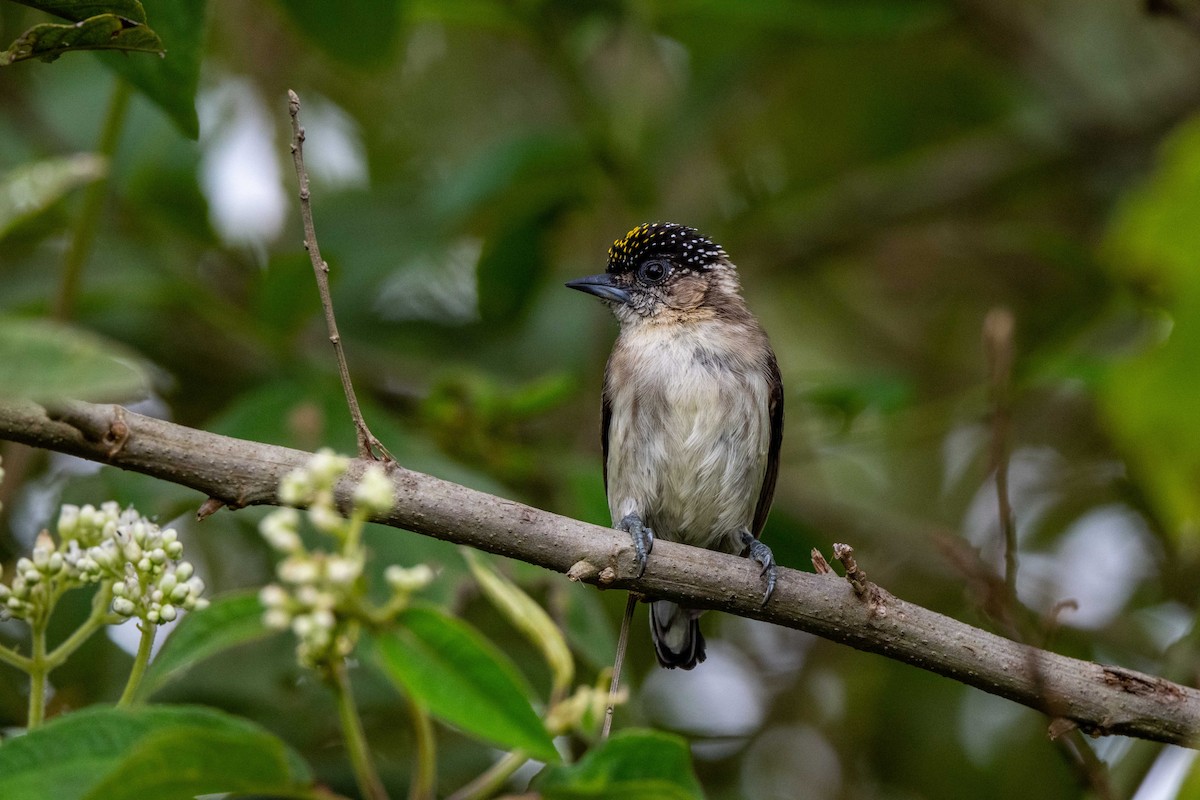 Grayish Piculet - ML642881503