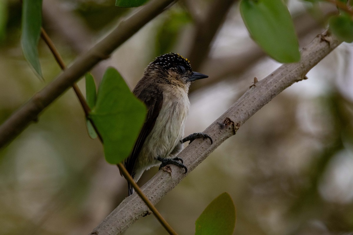 Grayish Piculet - ML642881504