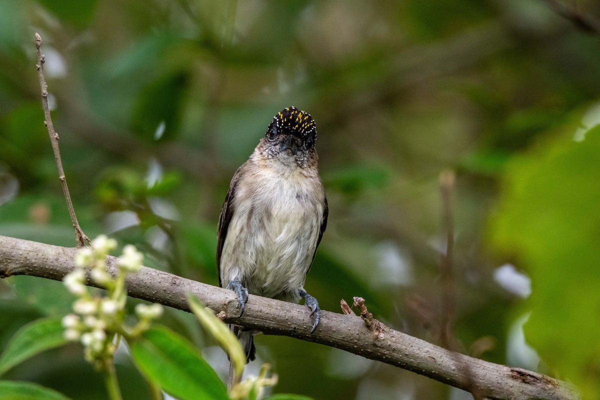 Grayish Piculet - ML642881505