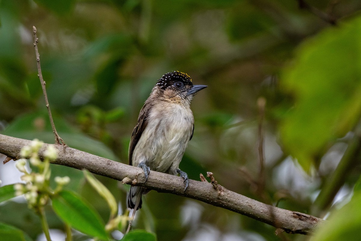 Grayish Piculet - ML642881506