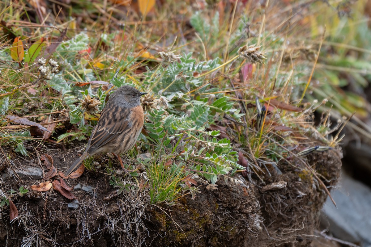 Robin Accentor - ML642881514