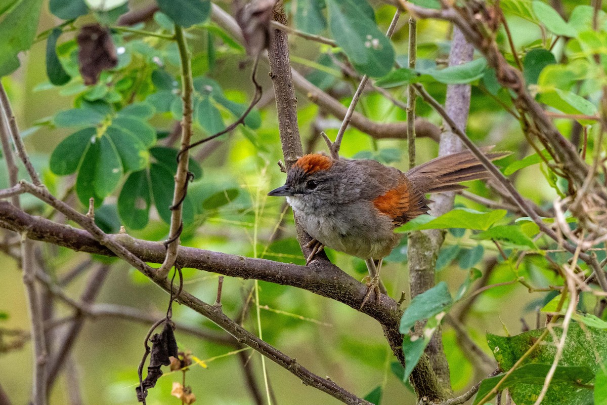 Pale-breasted Spinetail - ML642881516