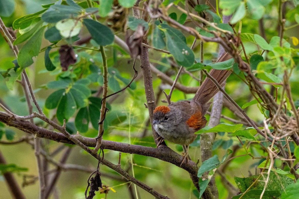 Pale-breasted Spinetail - ML642881518
