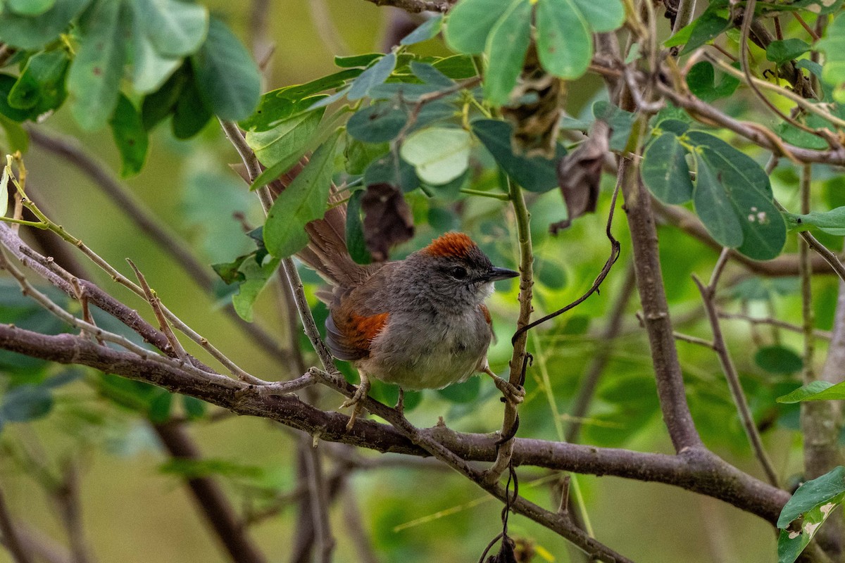 Pale-breasted Spinetail - ML642881519
