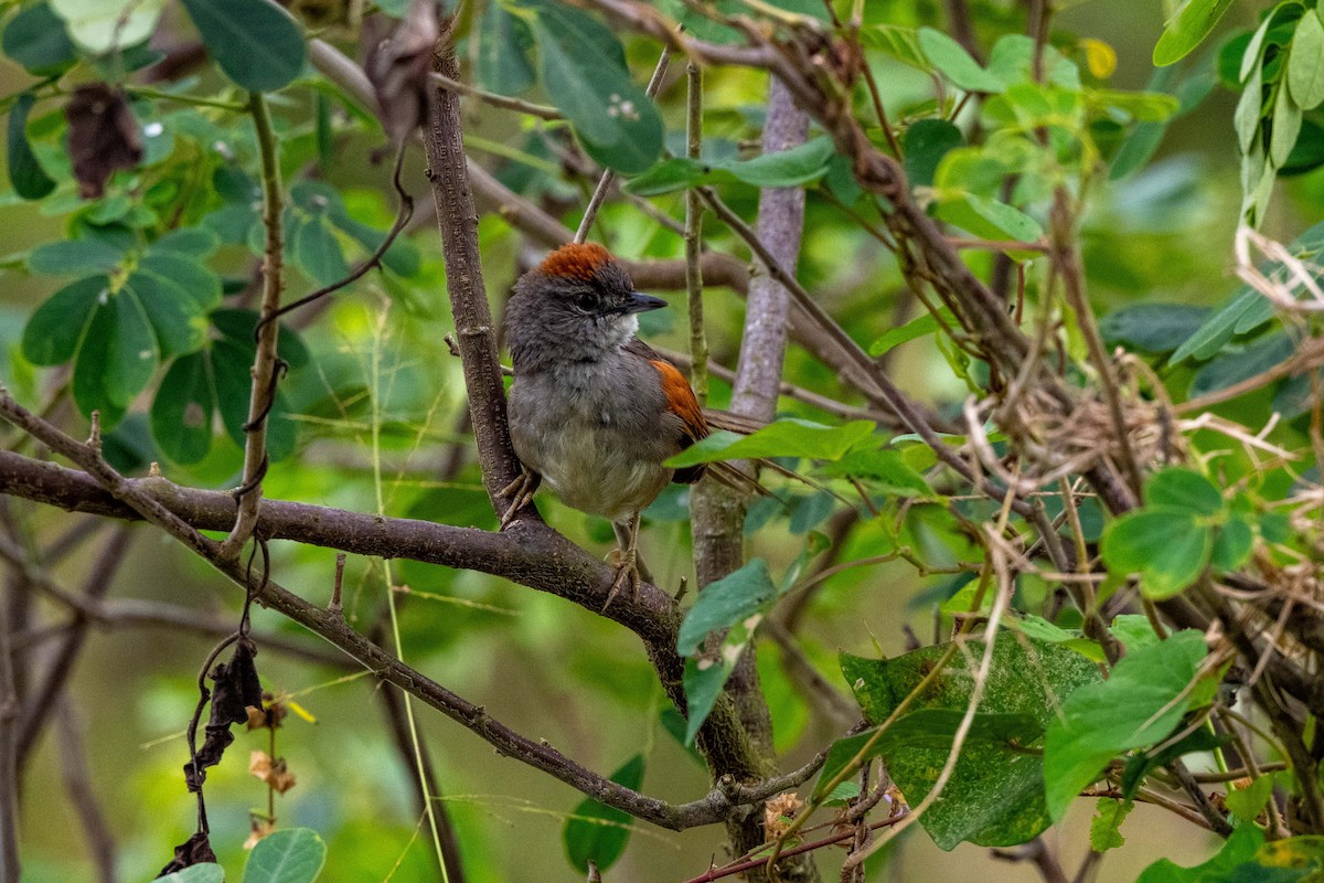 Pale-breasted Spinetail - ML642881520