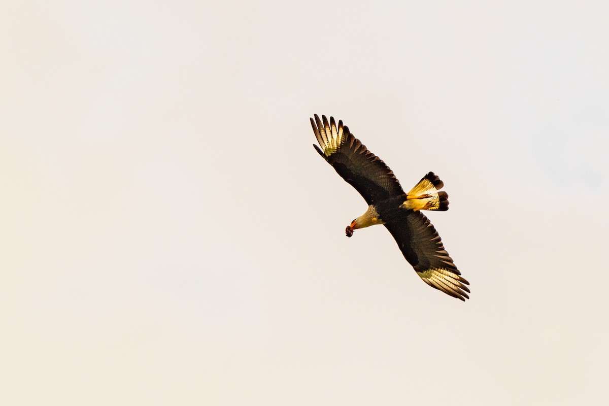 Crested Caracara - ML642881529