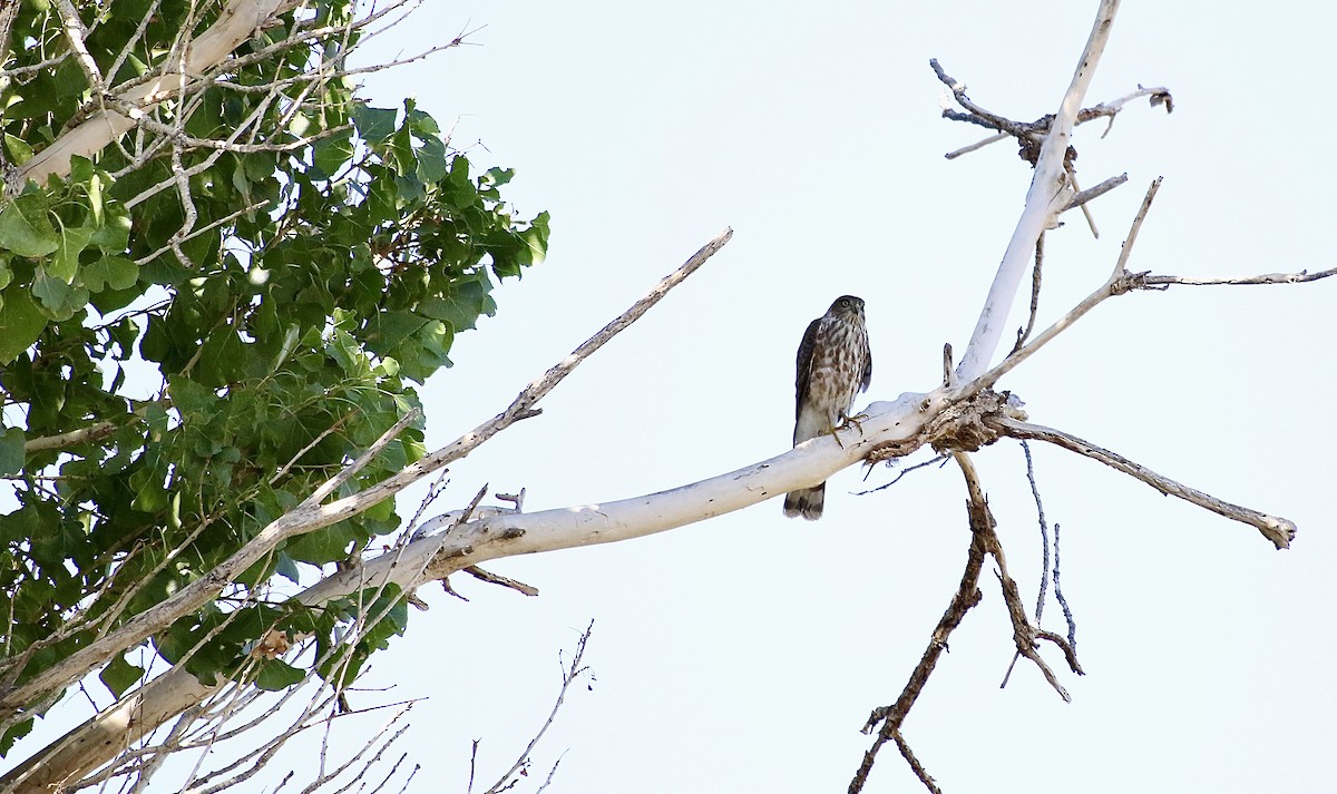 Sharp-shinned Hawk (Northern) - ML642881531