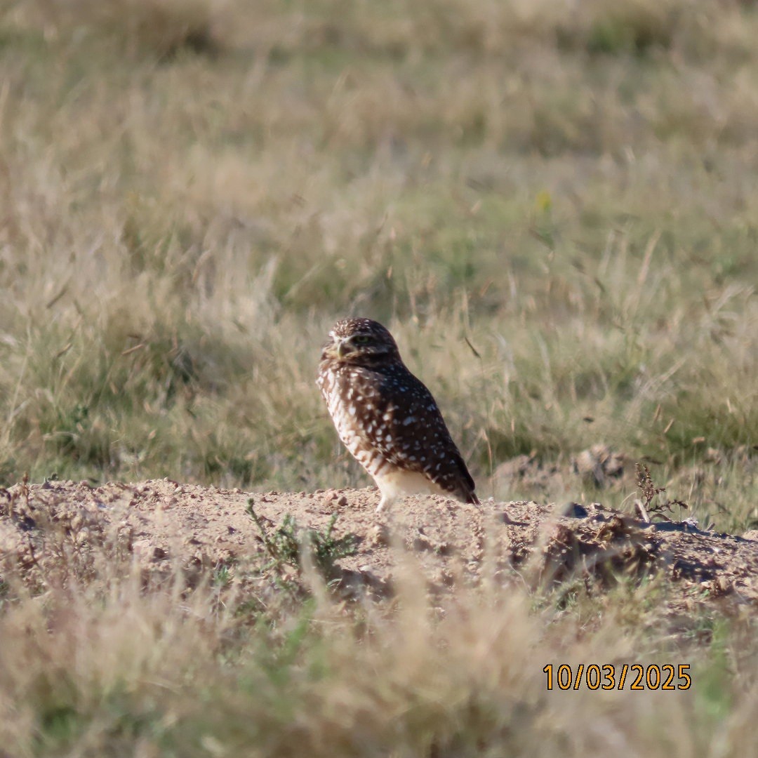 Burrowing Owl - ML642881535