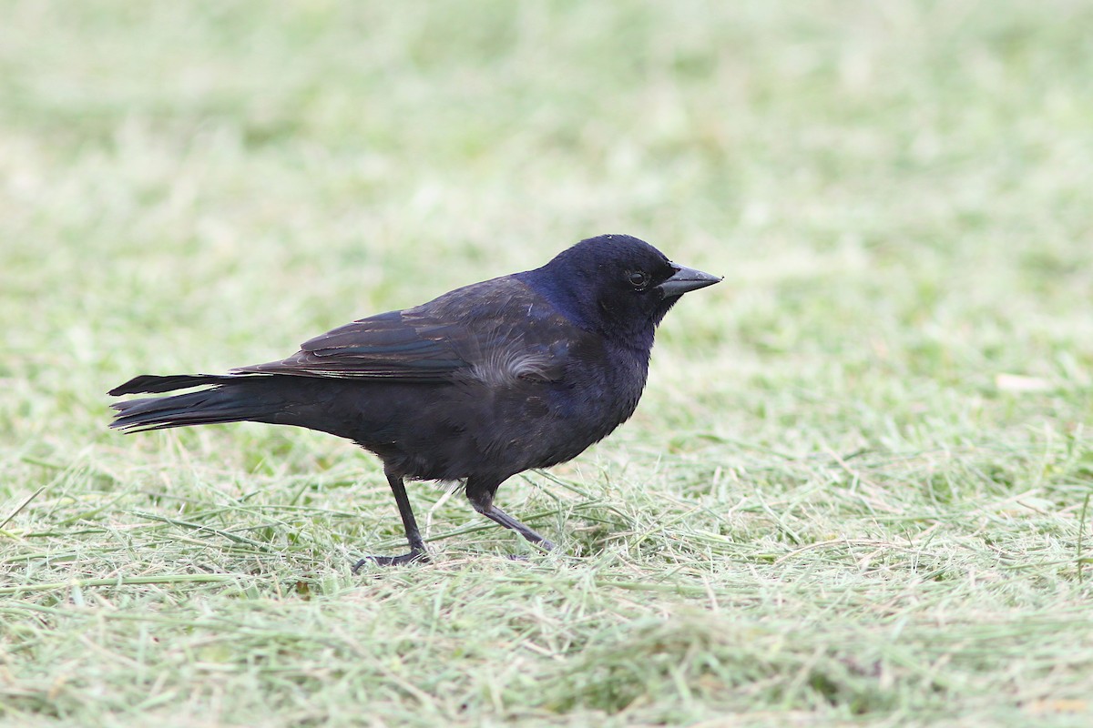 Shiny Cowbird - ML642881542