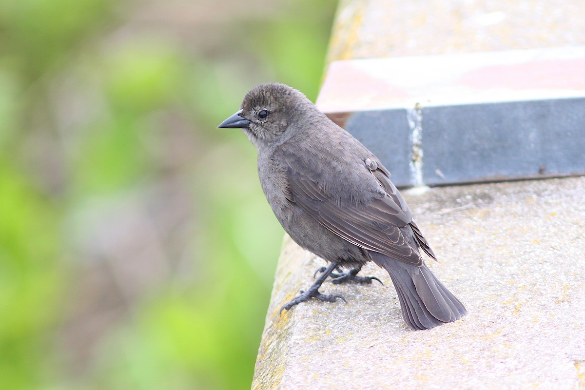 Shiny Cowbird - ML642881543