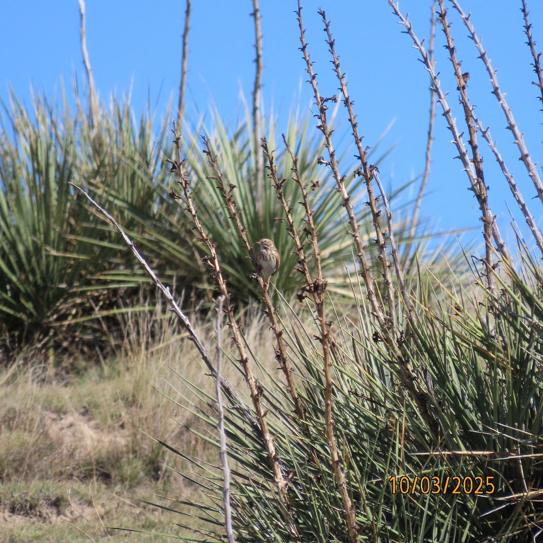 Vesper Sparrow - ML642881544