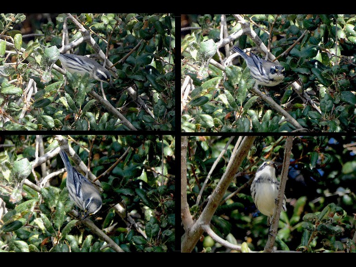 Black-throated Gray Warbler - ML642881548