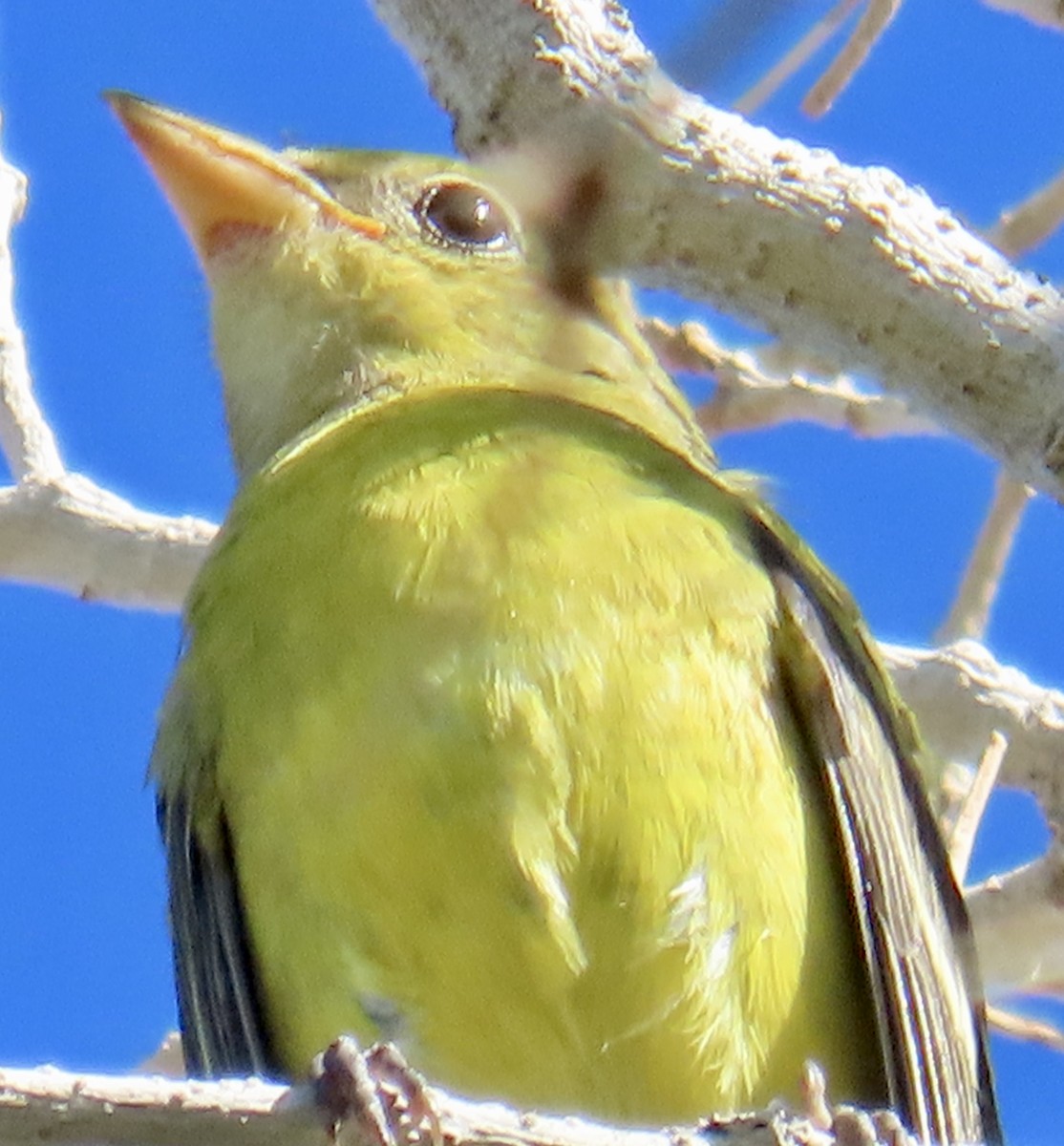 Western Tanager - ML642881551