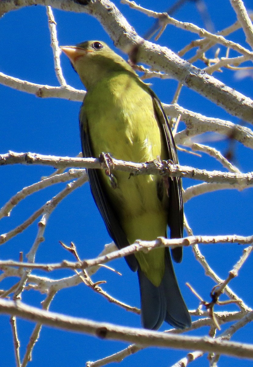 Western Tanager - ML642881552