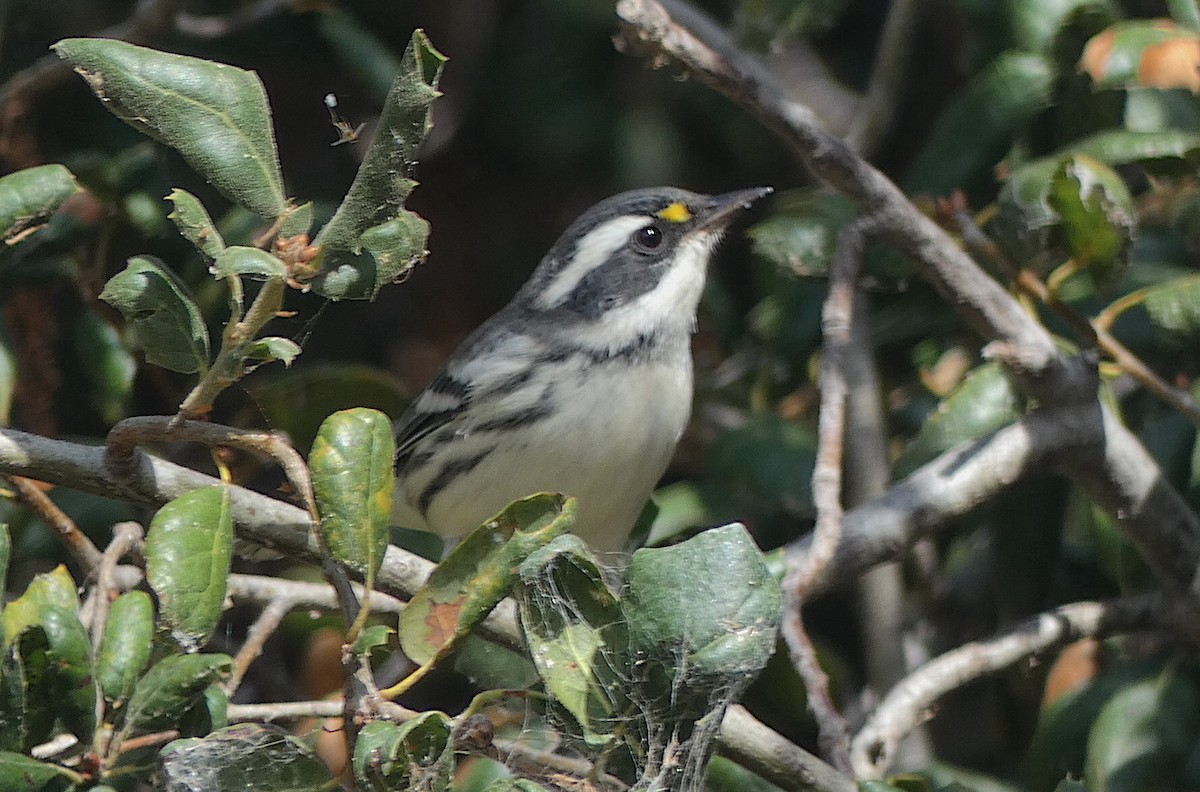 Black-throated Gray Warbler - ML642881557