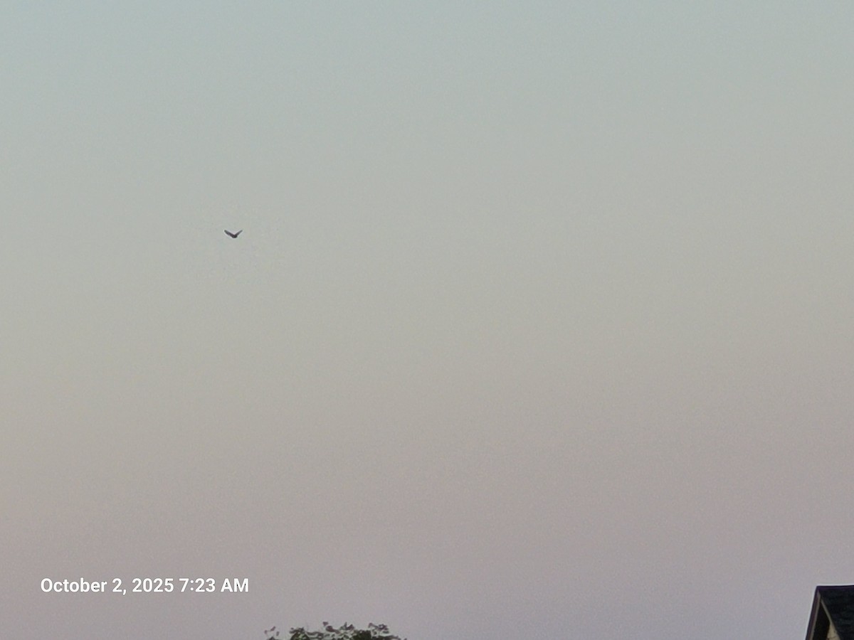 American Crow - ML642881558