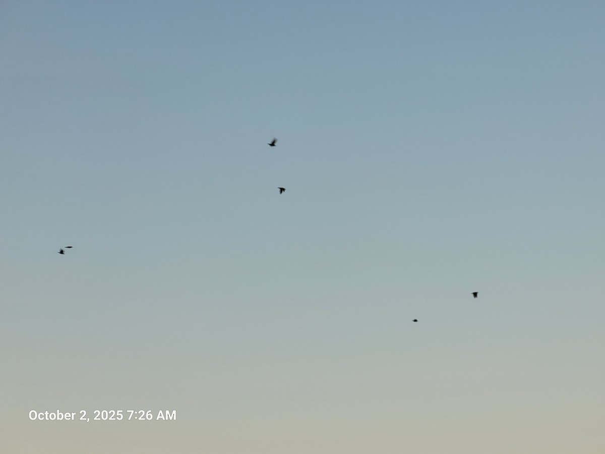 זרזיר מצוי - ML642881560