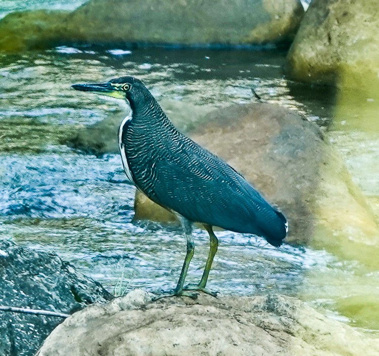Fasciated Tiger-Heron - ML642881567