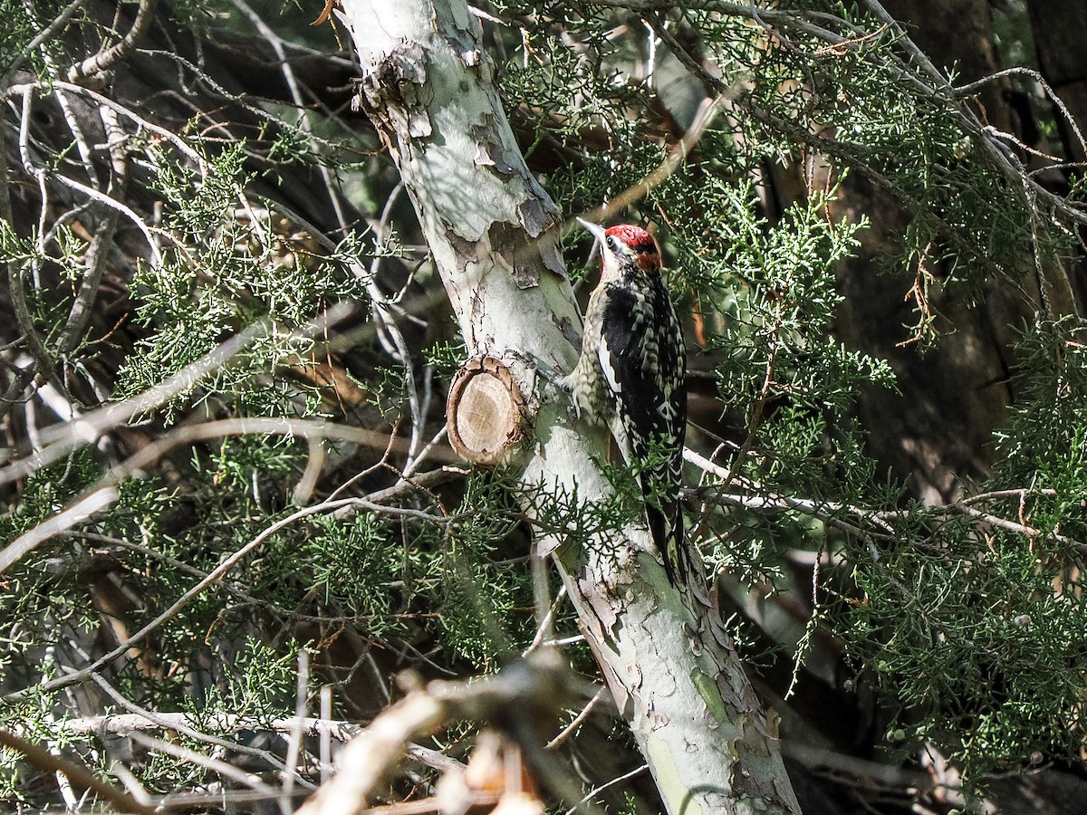 Red-naped Sapsucker - ML642881579