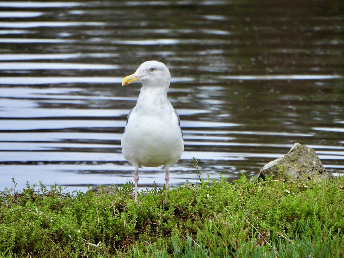 Western Gull - ML642881606