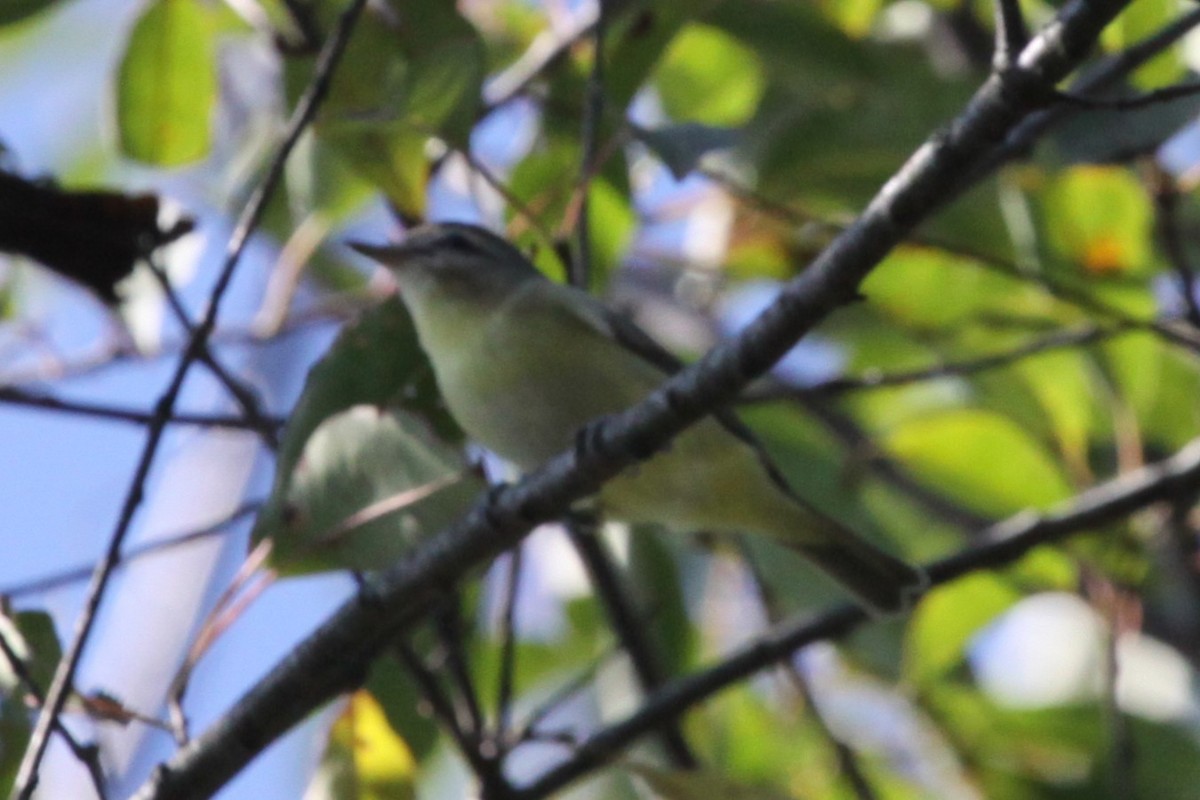 Philadelphia Vireo - ML642881616