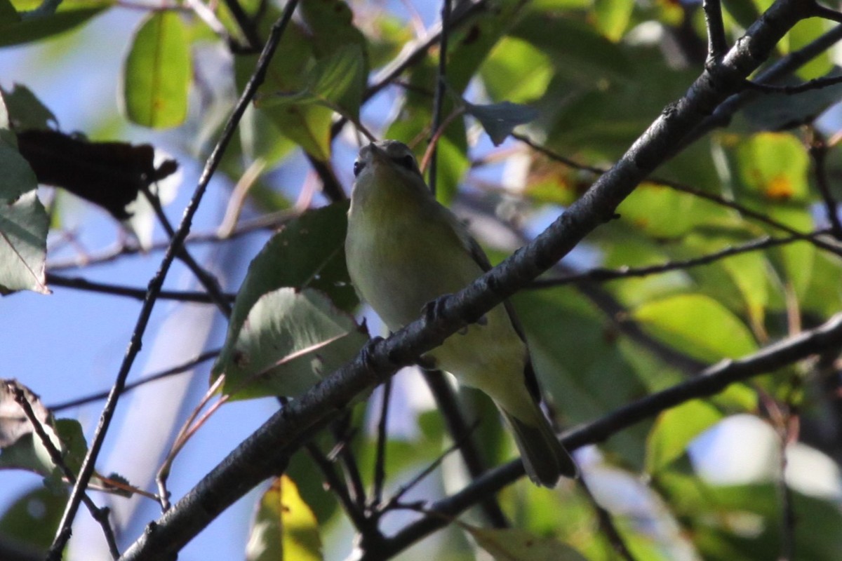 Philadelphia Vireo - ML642881617