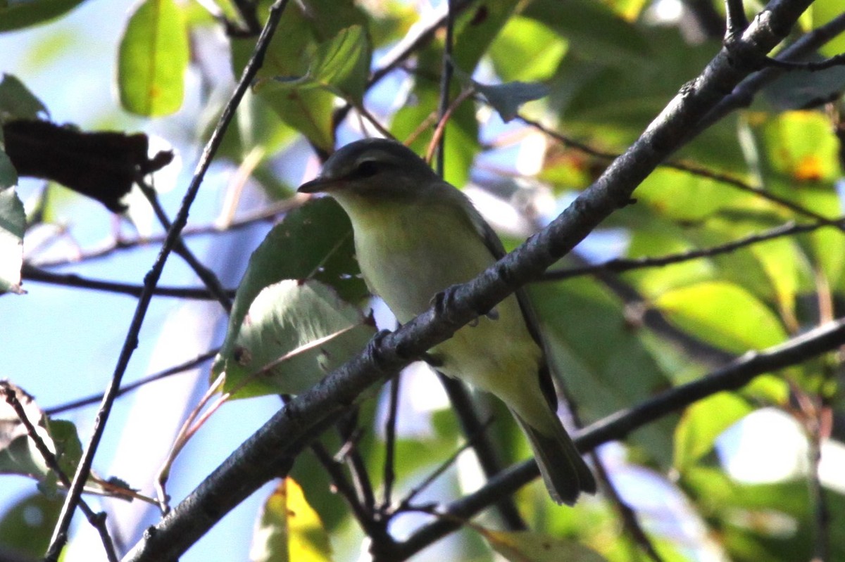 Philadelphia Vireo - ML642881618