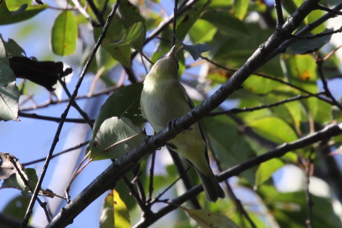 Philadelphia Vireo - ML642881619