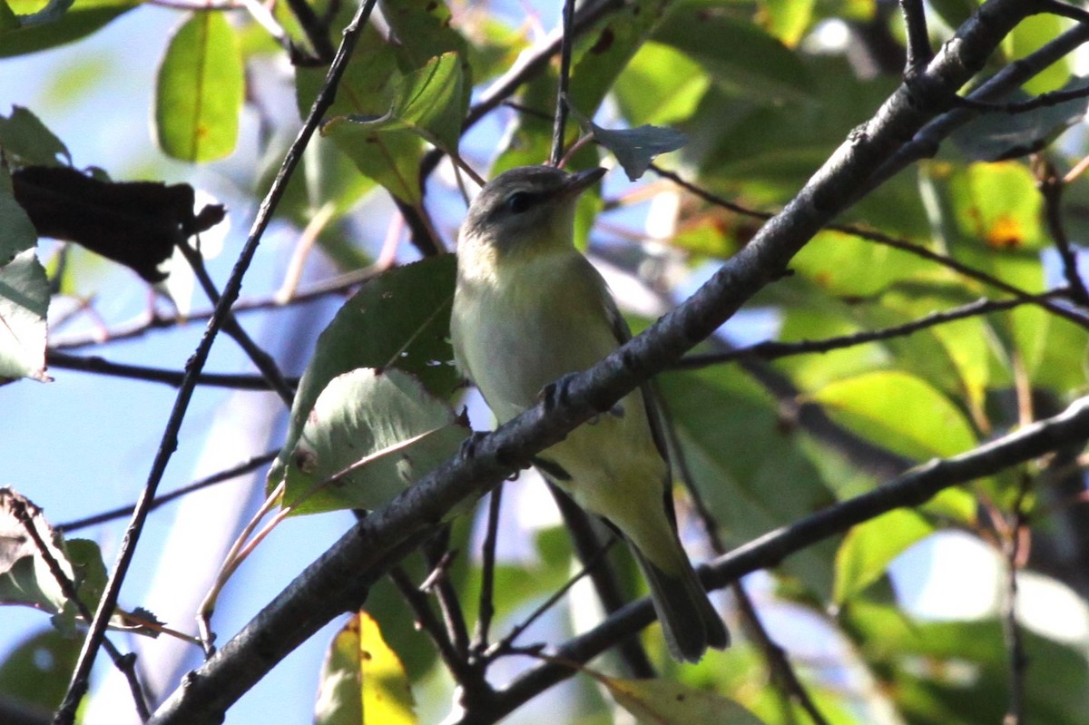 Philadelphia Vireo - ML642881620