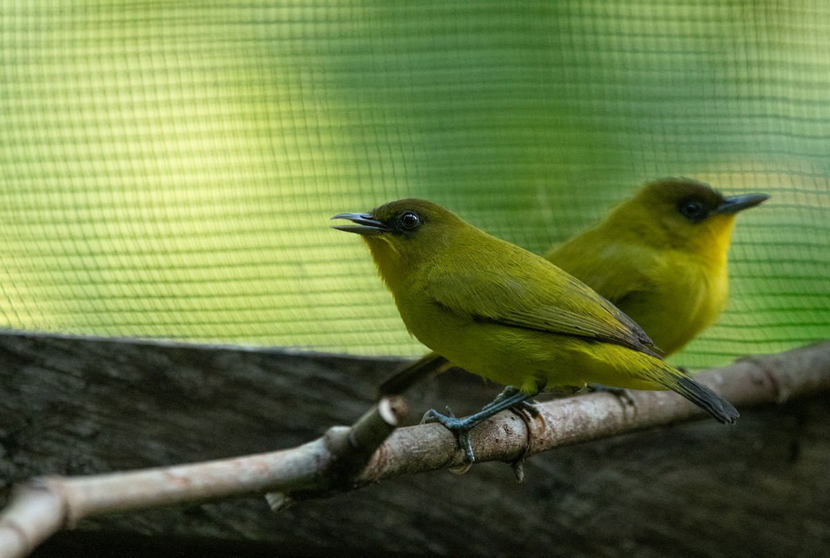 Küçük Kai Gözlükçüsü - ML642881624