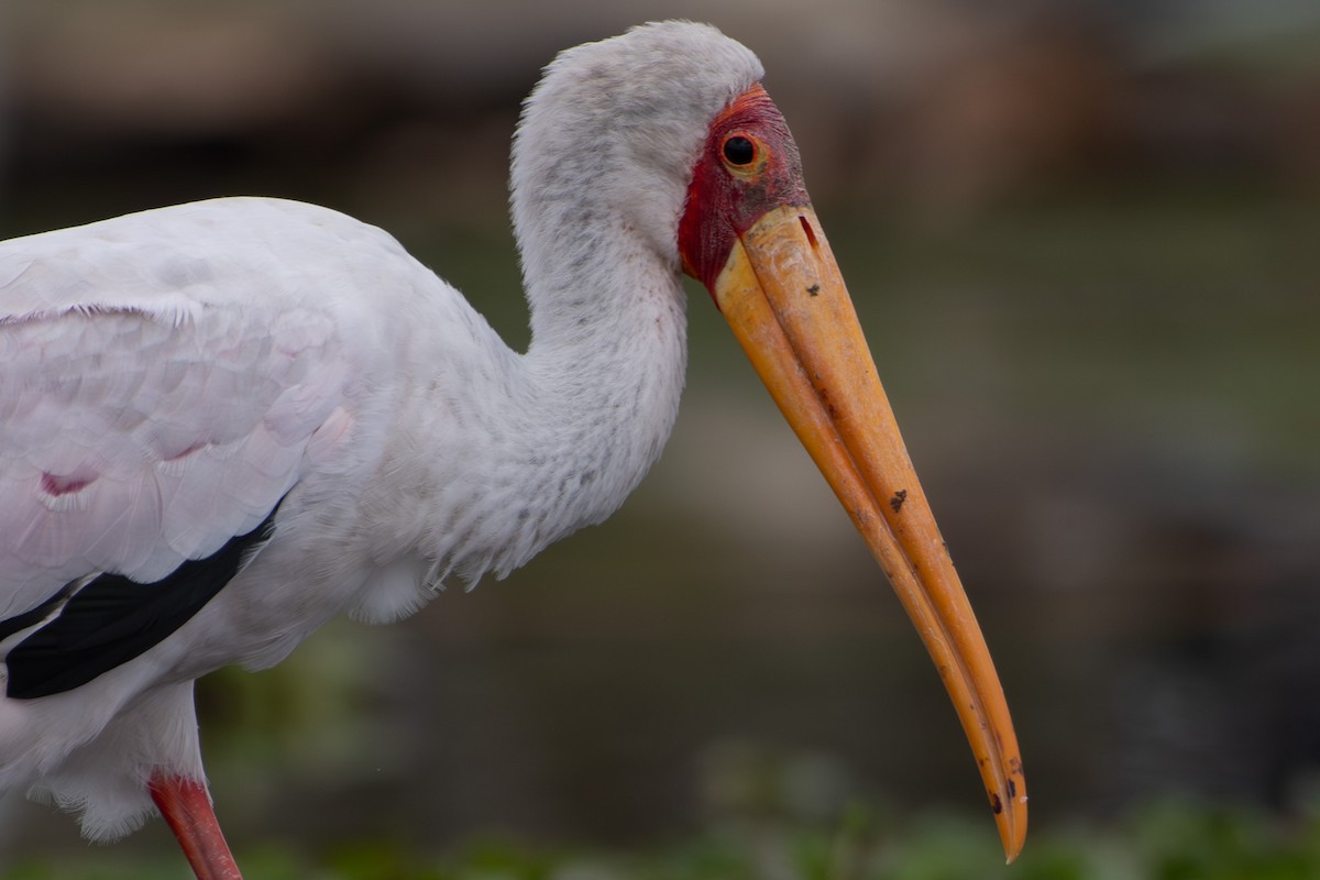 Tantale ibis - ML642881644