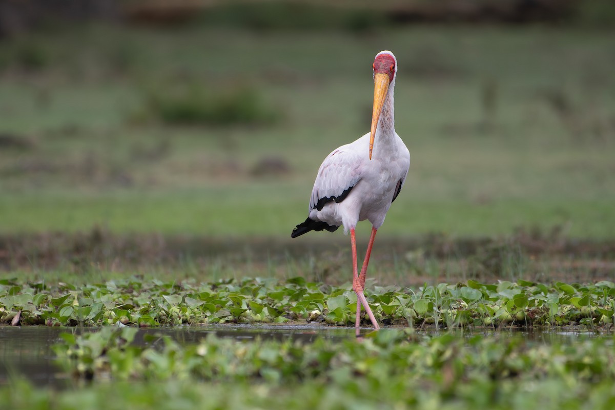 Tantale ibis - ML642881645